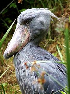 220px-Balaeniceps_rex_2_(zoo_Zurich)