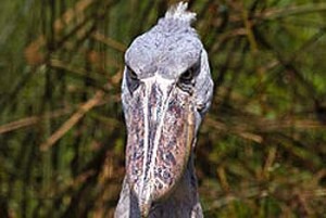 250px-Shoebill_-_pretty_it_ain't!2