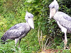 250px-Shoebill_couple2