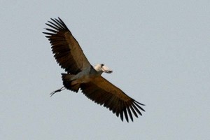 Shoebill_flight