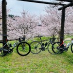 【絶景の桜を求めて】福岡県の桜の名所 秋月城へサイクリング！ | 福岡で自転車をお探しならY's Road福岡天神店