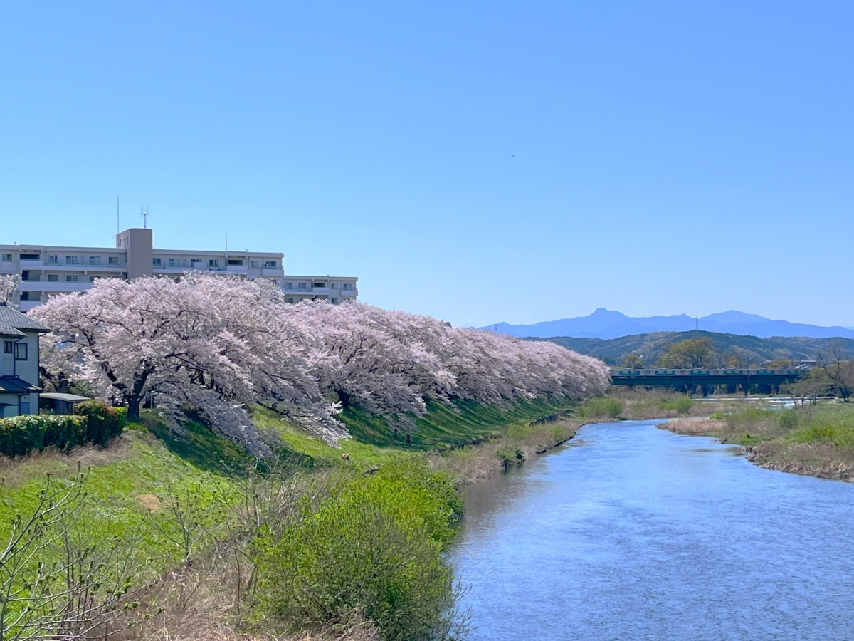 入間川　桜並木