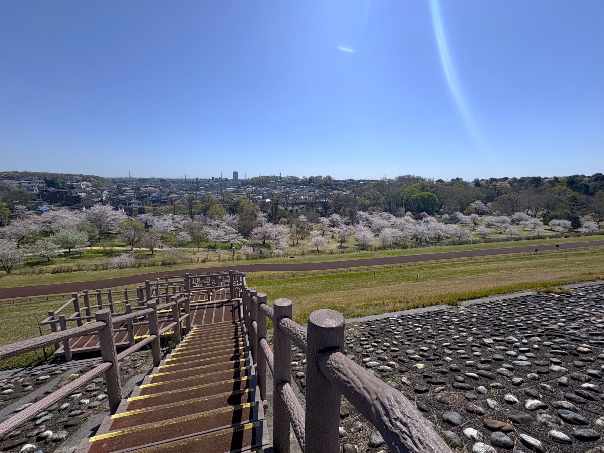 多摩湖　堤防　狭山公園　桜並木