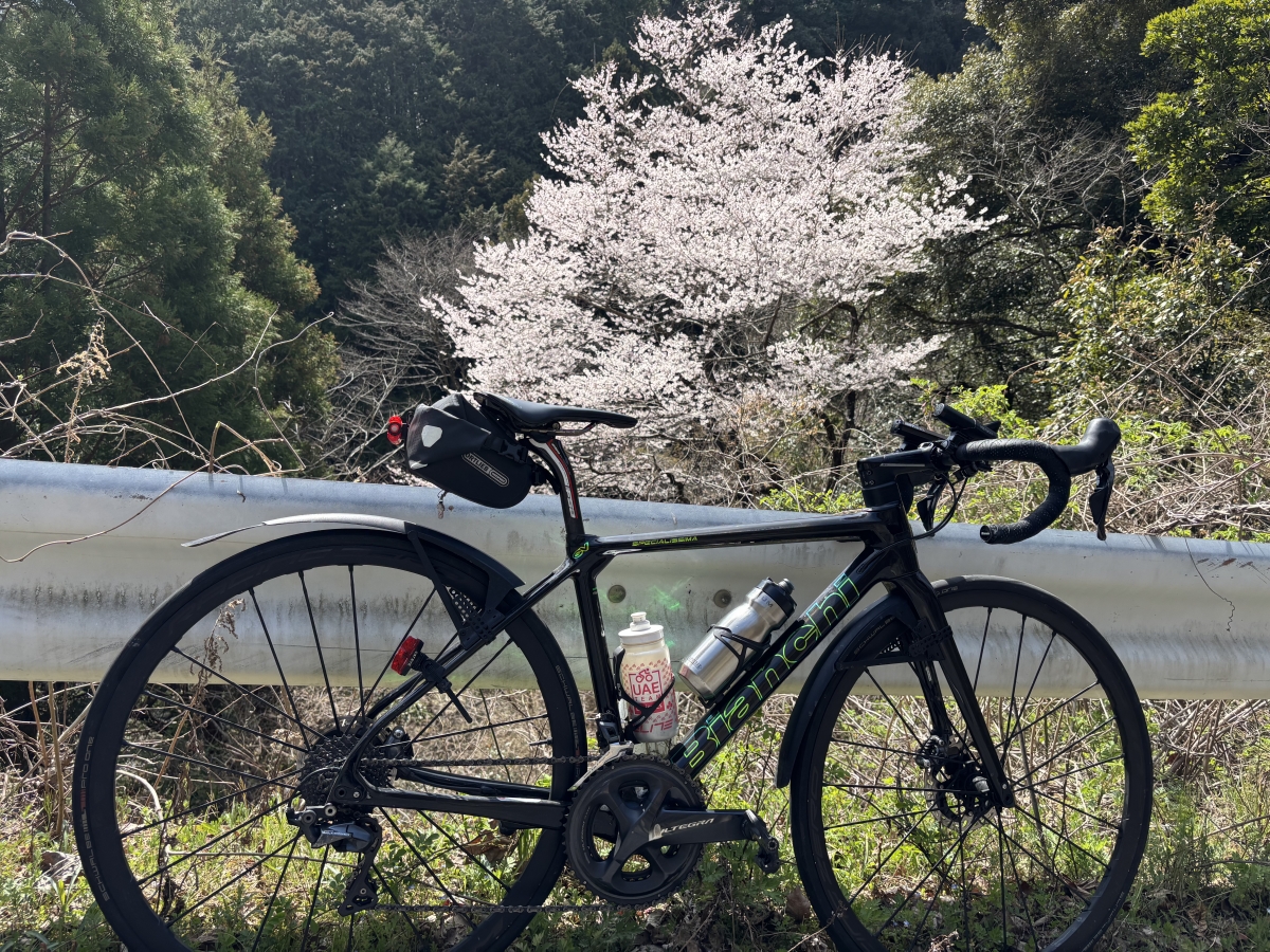 二ノ瀬ヒルクライム 桜 サイクリング