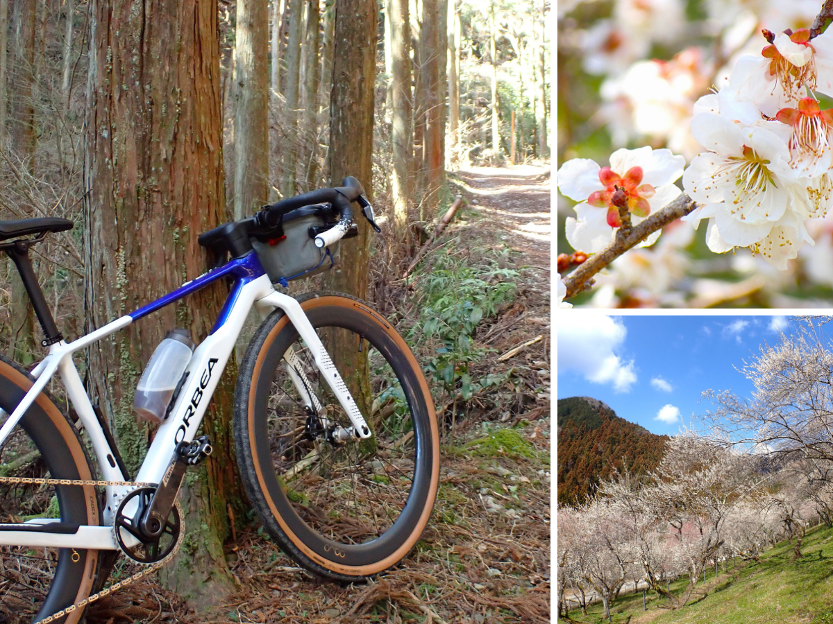 木下沢（こげさわ）梅林　ORBEA TERRA グラベル
