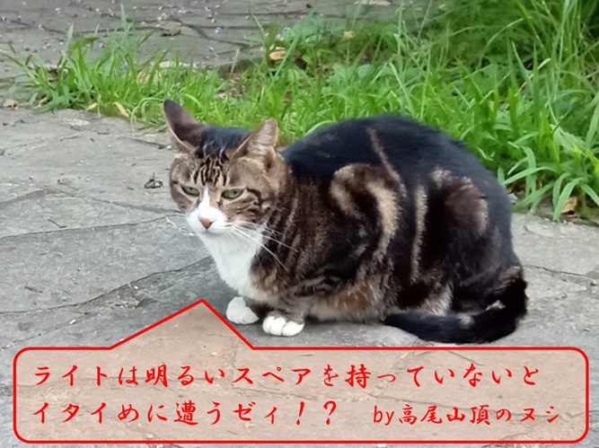 高尾山頂のヌシ